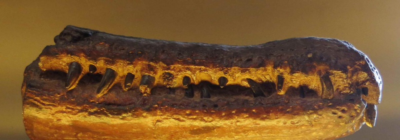 博物館 d で絶滅した爬虫類ランフォスクスの化石