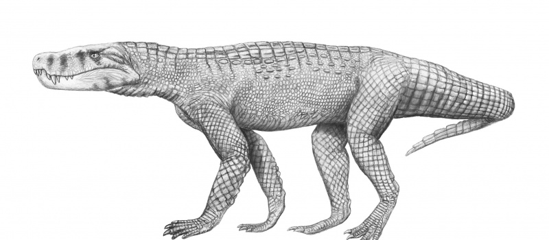 Baurusuchus albertoi の生命復元。