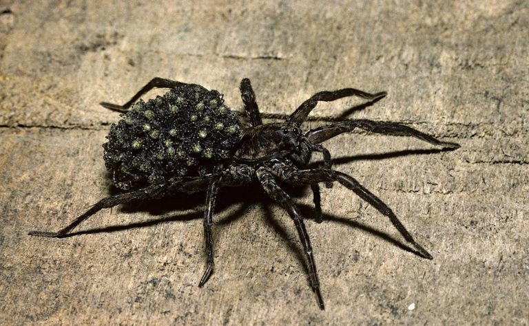 Aranha-lobo fêmea, Lycosidae, com filhotes nas costas, Condado de Houston, Minnesota, EUA