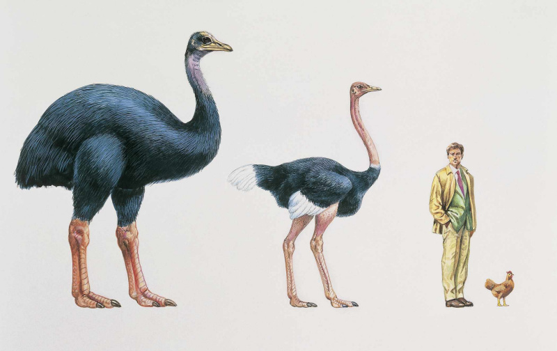 Uccello elefante, struzzo, umano, pollo
