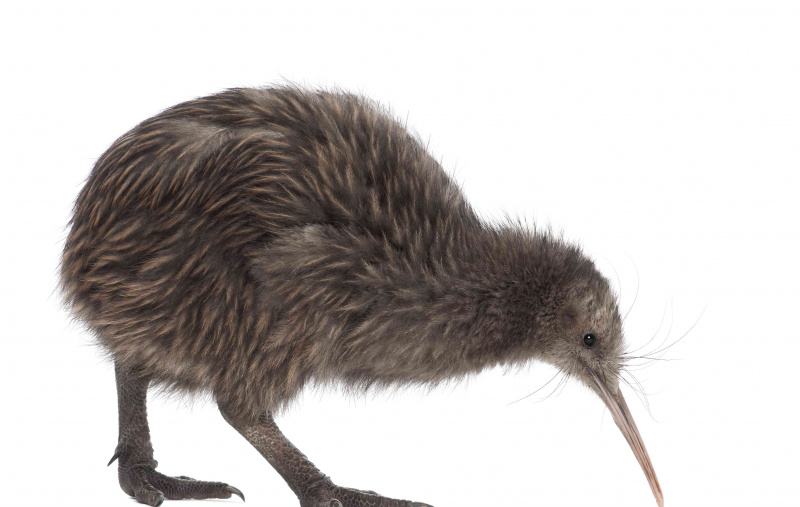 Kiwi bruno dell