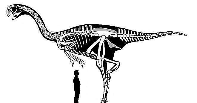 gigante rapace