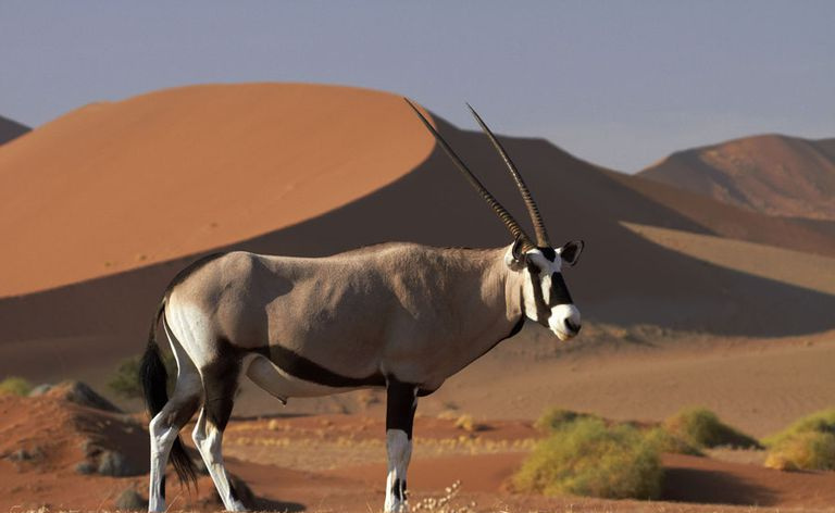 Gemsbok - Oryx gazzella