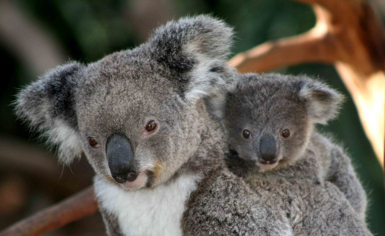 Coala e Joey