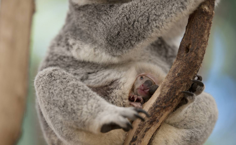 Coala Joey em Mãe
