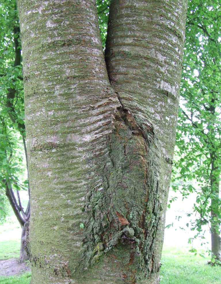 árvore