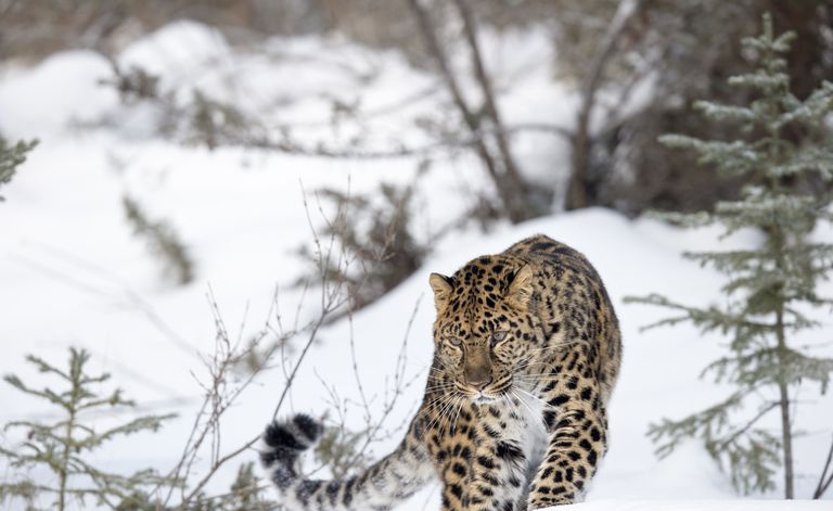 Amur Leopard går i et snødekt miljø