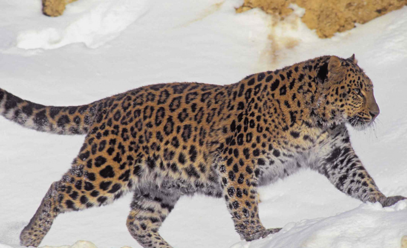 Sjelden og truet Panthera pardus orientalis