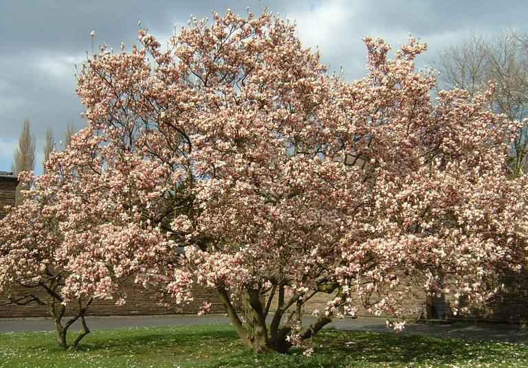 Drzewo magnolii