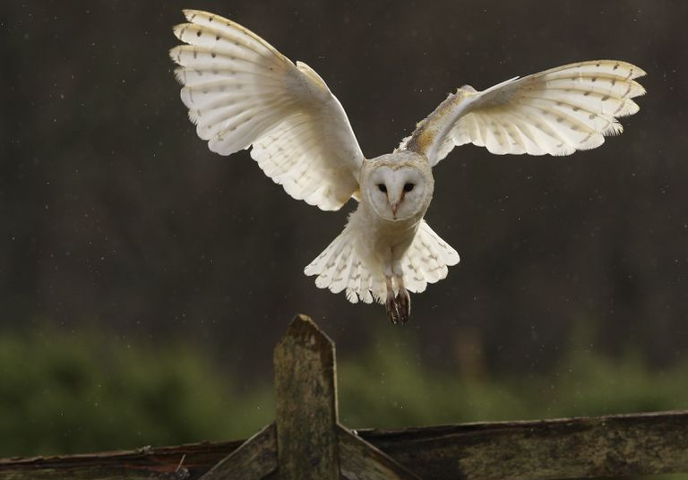 Schleiereule im Flug