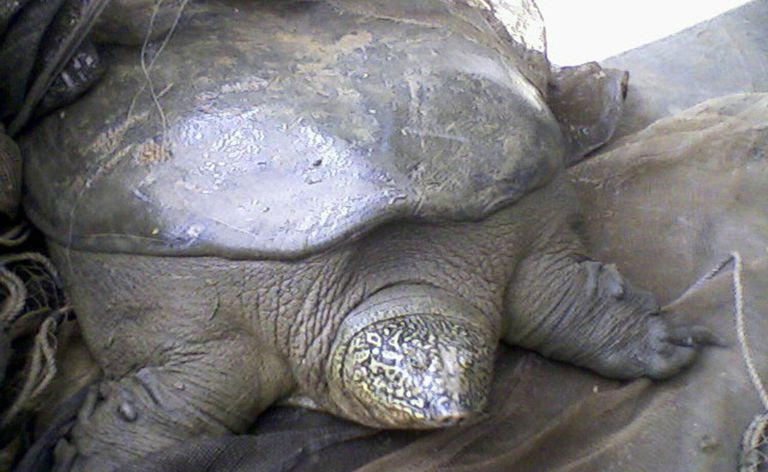 Gigantyczny Żółw Softshell z Jangcy