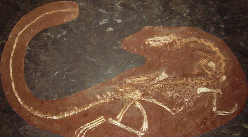 coelophysis