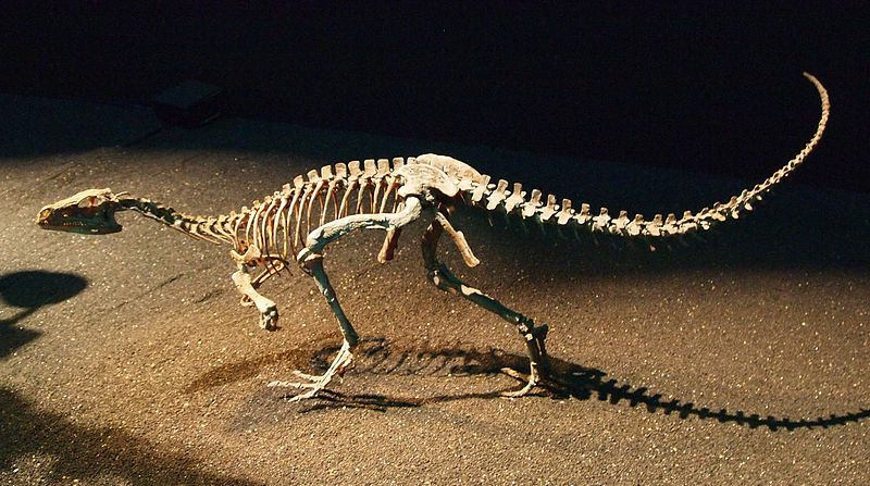 eoraptors
