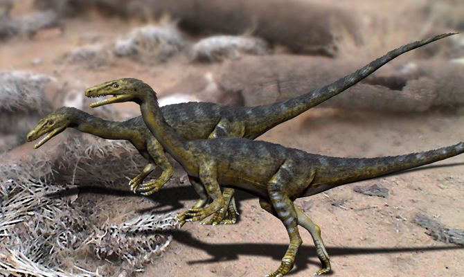 coelophysis