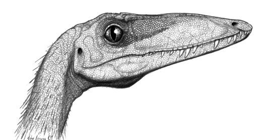 coelophysis