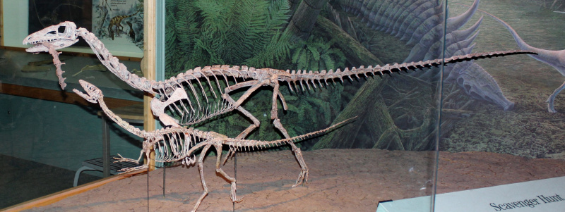 coelophysis