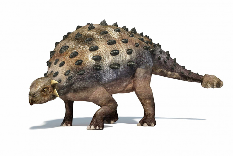 Dinozaur Ankylozaur, grafika