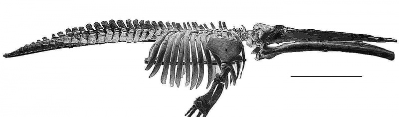 Cetotherium, prehistoryczny wieloryb z Maryland