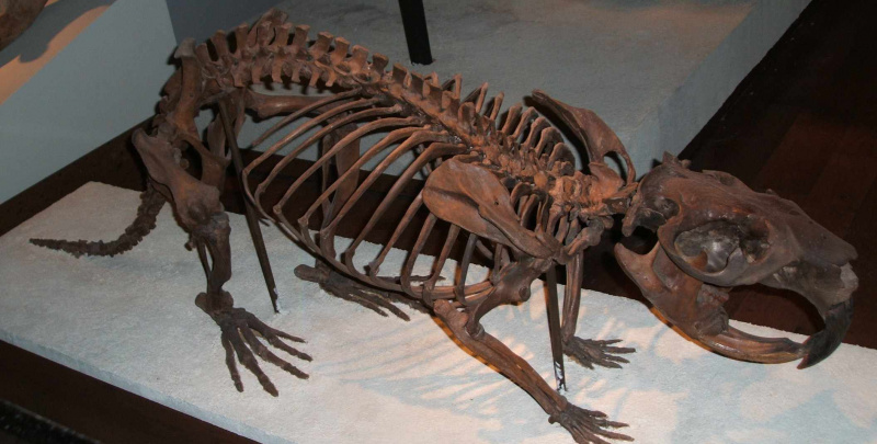 Szkielet olbrzymiego bobra (Castoroides ohioensis)