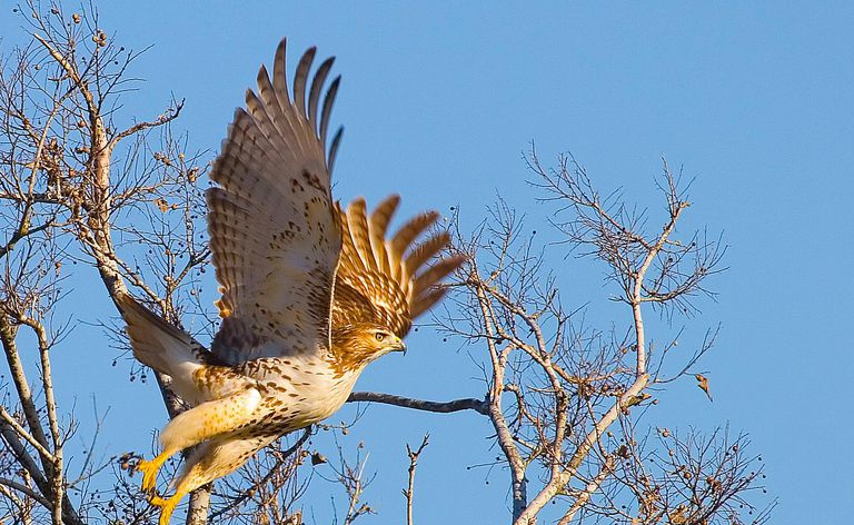 Le piume di volo includono primarie, secondarie, terziarie e molte altre piume specializzate.