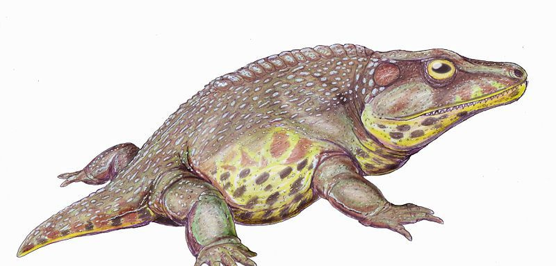 cacops