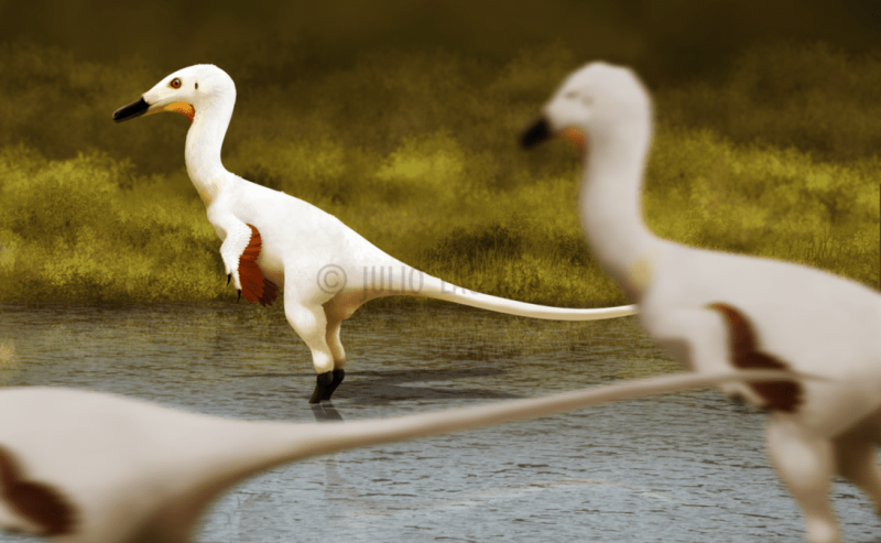 Austroraptor