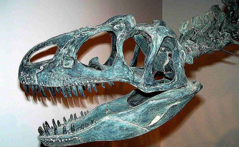 Allosaurus galvaskauss