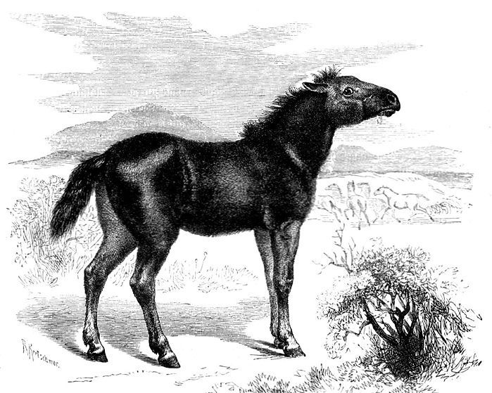 tarpan