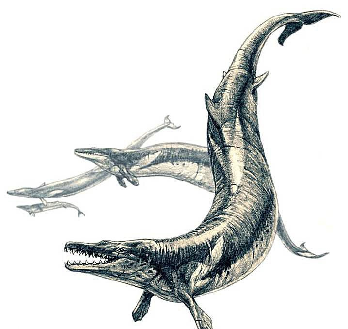An illustration of the  <i>Basilosaurus</i> 