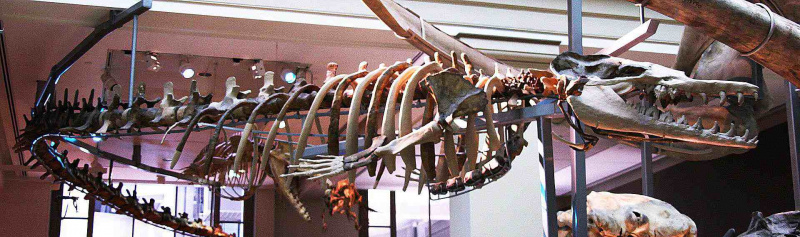 A museum display of a  <i>Basilosaurus</i> esqueleto. It