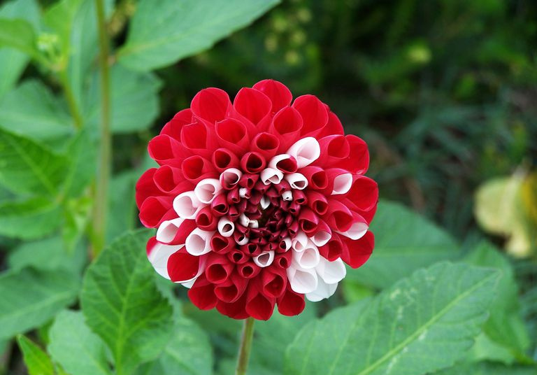 Dahlia pompon rouge et blanc