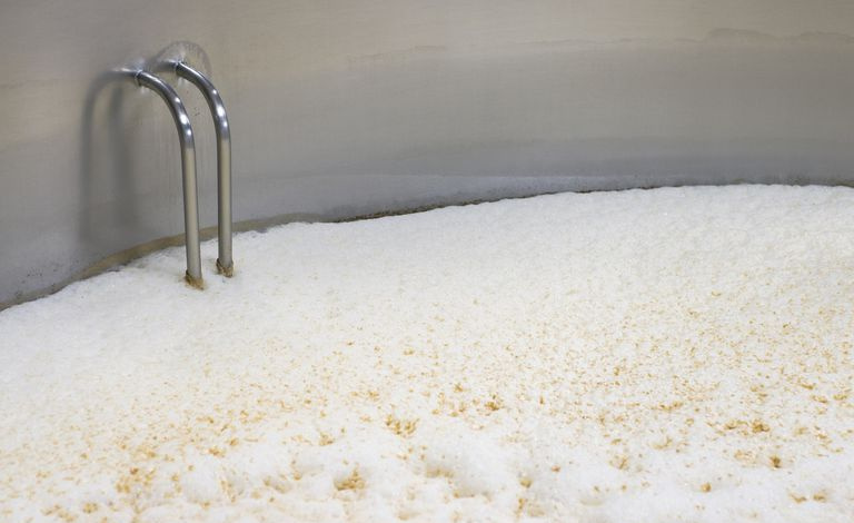 Alus rūgst milzīgā nerūsējošā tērauda traukā alus darītavā