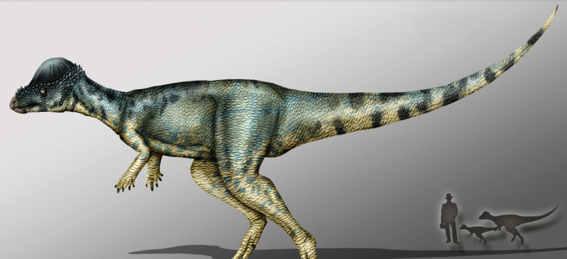 alaskacéfalo