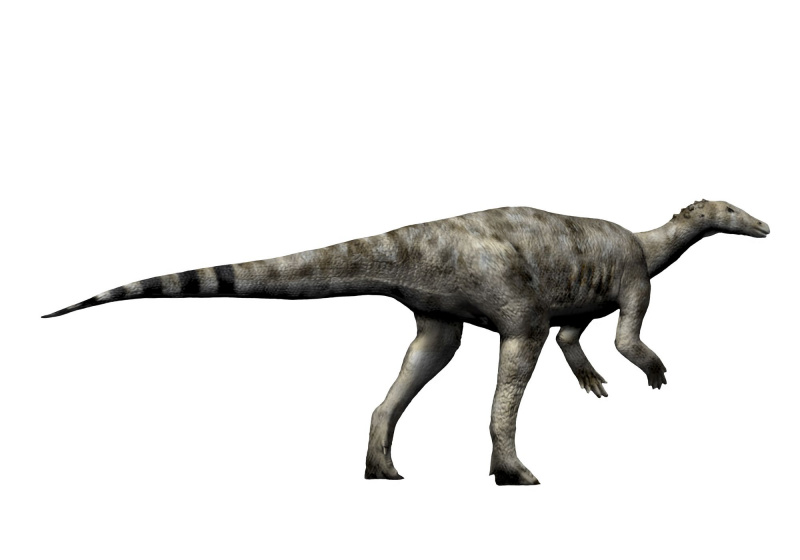 Dinosaurio Thescelosaurus, fondo blanco.