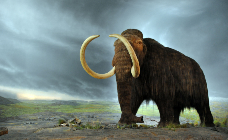 Mamut lanudo