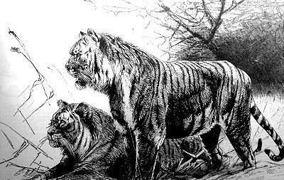tigre del Caspio