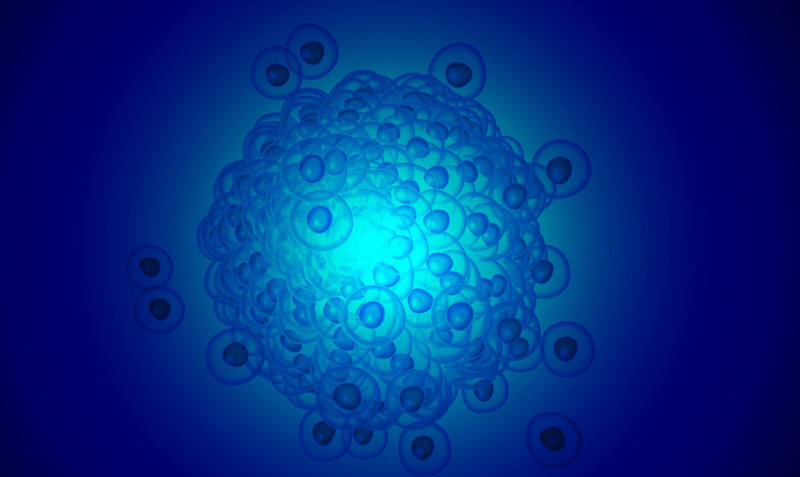 Blastula