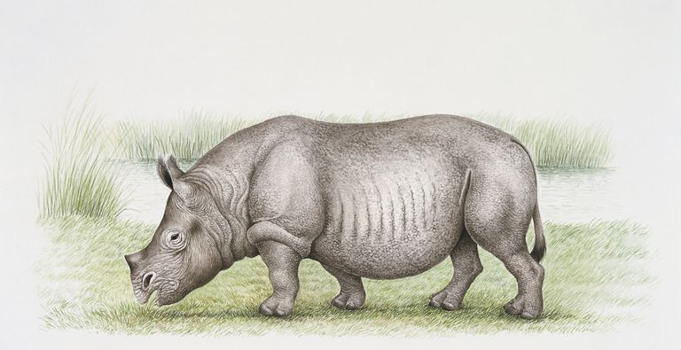 Seitenprofil eines Teleoceras, der auf einem Feld steht