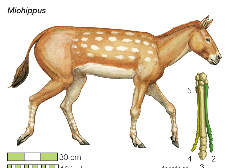 Das Ahnenpferd Miohippus