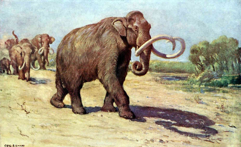 Kolumbianisches Mammut, basierend auf dem AMNH-Exemplar
