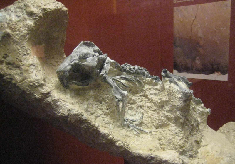 Paläocastor-Fossil
