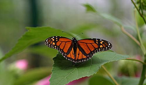 Motyl monarcha