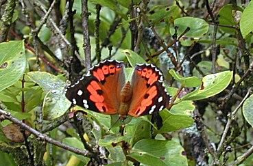 Motyl Kamehameha.
