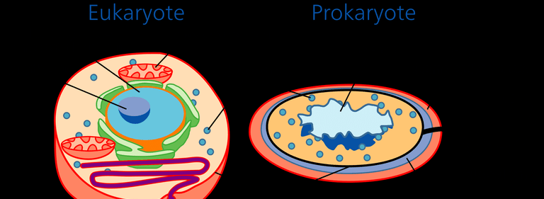 Diagramme von Eukaryoten und Prokaryoten