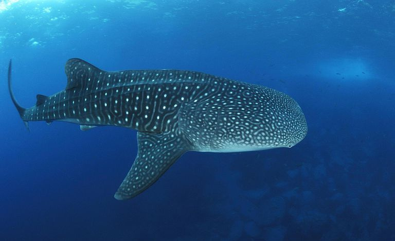 Vaļu haizivs Vaļu haizivs, Rhincodon typus