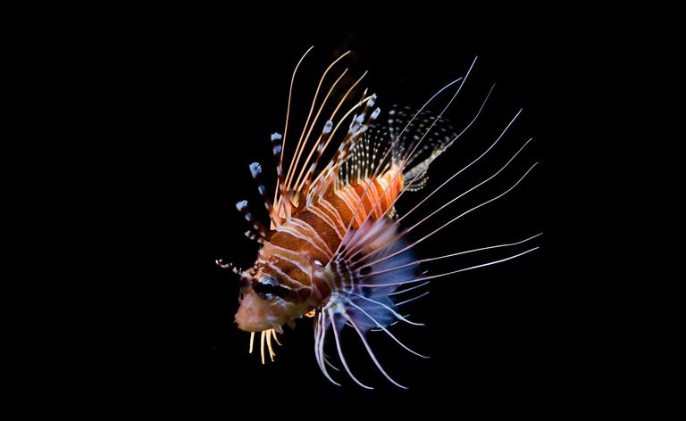 O peixe-leão é um bom exemplo de um tipo de peixe-escorpião.