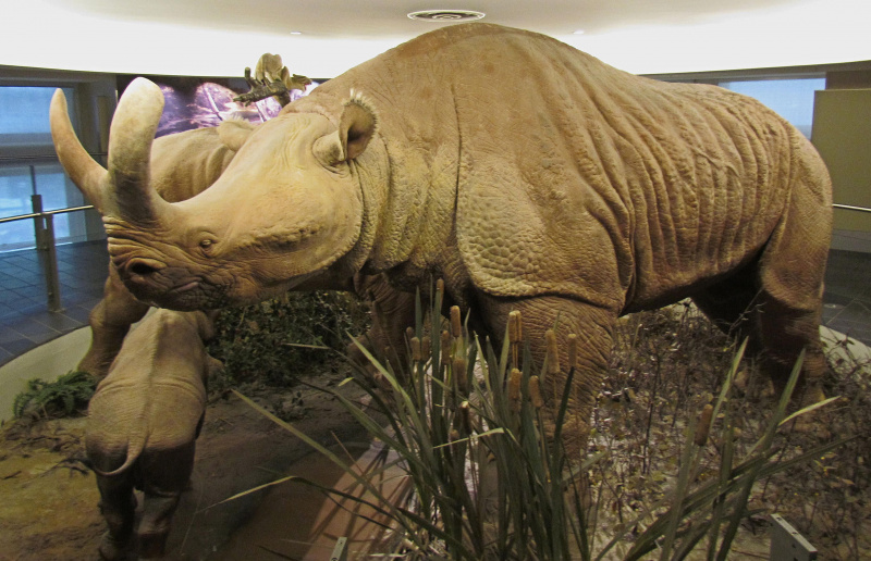 brontotherium