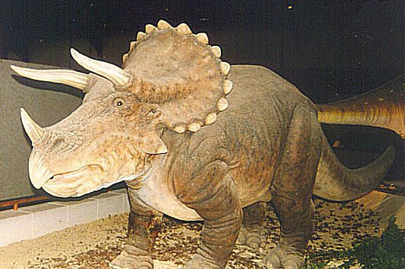 triceratops