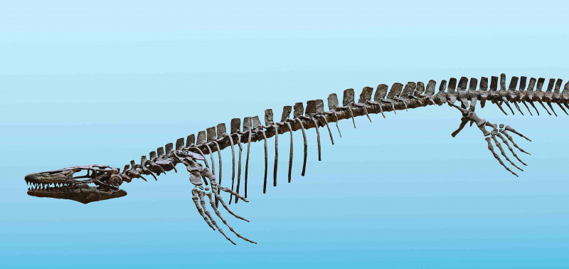 plioplatecarpus