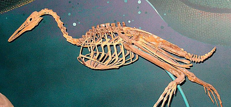 Hesperornis